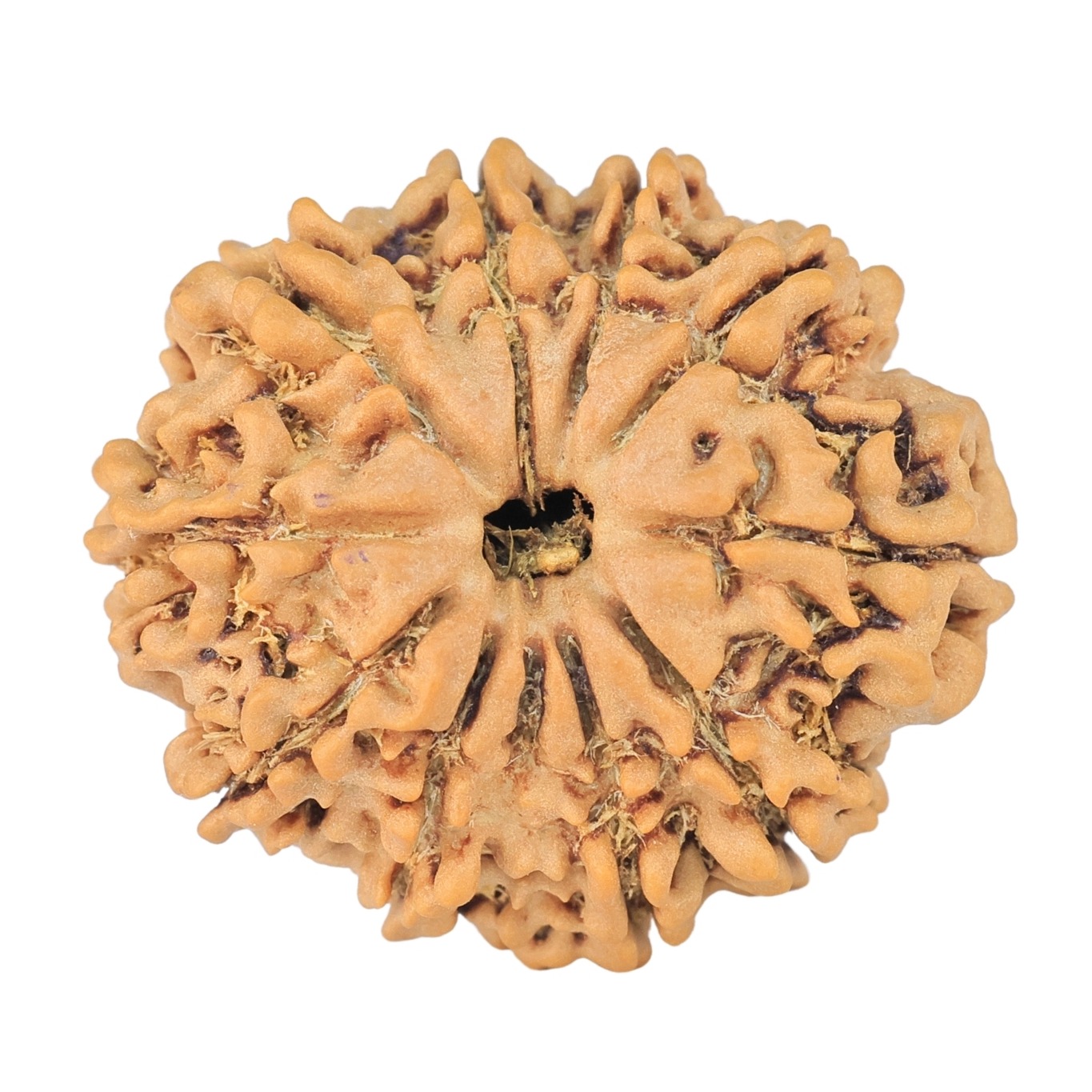 10 Mukhi Rudraksha 24.7mm 3.36gm - Rudraksha