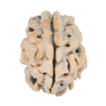 1 Mukhi Rudraksha 21.6mm 2.8gm - Rudraksha