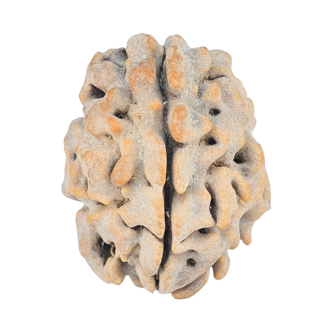 1 Mukhi Rudraksha 21.6mm 2.8gm - Rudraksha
