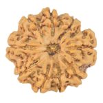 9 Mukhi Rudraksha 28.1mm 6.24gm - Rudraksha
