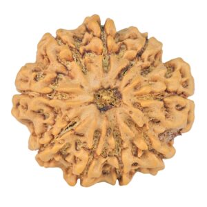9 Mukhi Rudraksha 28.1mm 6.24gm