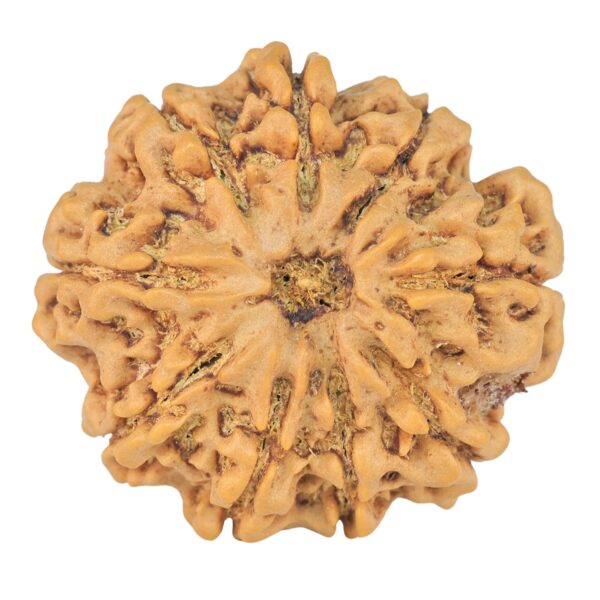 9 Mukhi Rudraksha 28.1mm 6.24gm - Rudraksha