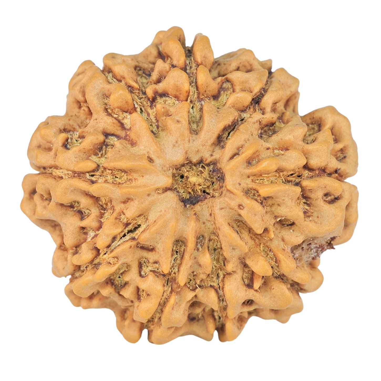 9 Mukhi Rudraksha 28.1mm 6.24gm - Rudraksha