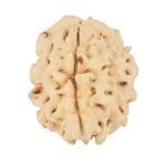 1 Mukhi Rudraksha 19.8mm 2.34gm - Rudraksha