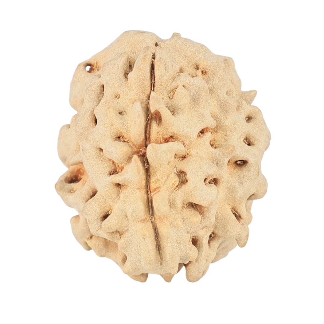 1 Mukhi Rudraksha 19.8mm 2.34gm - Rudraksha