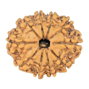 10 Mukhi Rudraksha 26.4mm 4.07gm - Rudraksha