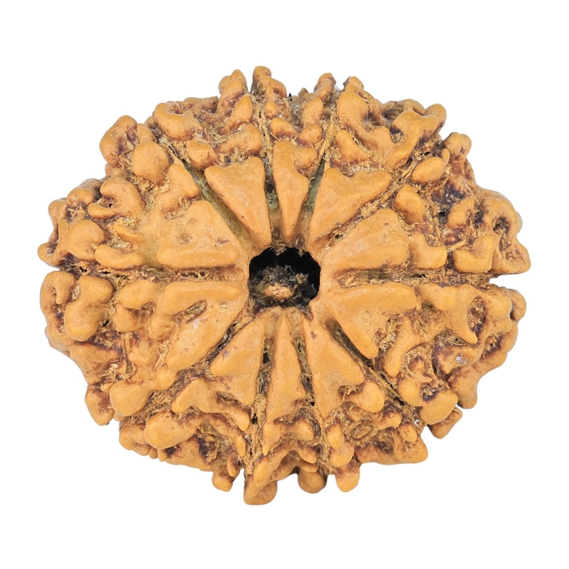 10 Mukhi Rudraksha 26.4mm 4.07gm - Rudraksha