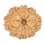 9 Mukhi Rudraksha 21.7mm 2.58gm - Rudraksha