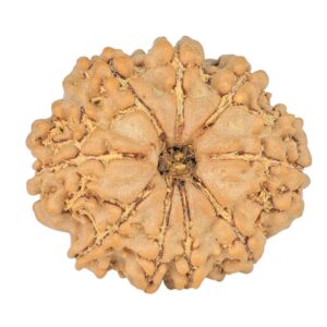 9 Mukhi Rudraksha 21.7mm 2.58gm