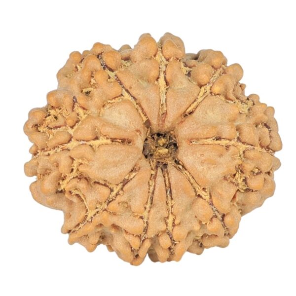 9 Mukhi Rudraksha 21.7mm 2.58gm - Rudraksha