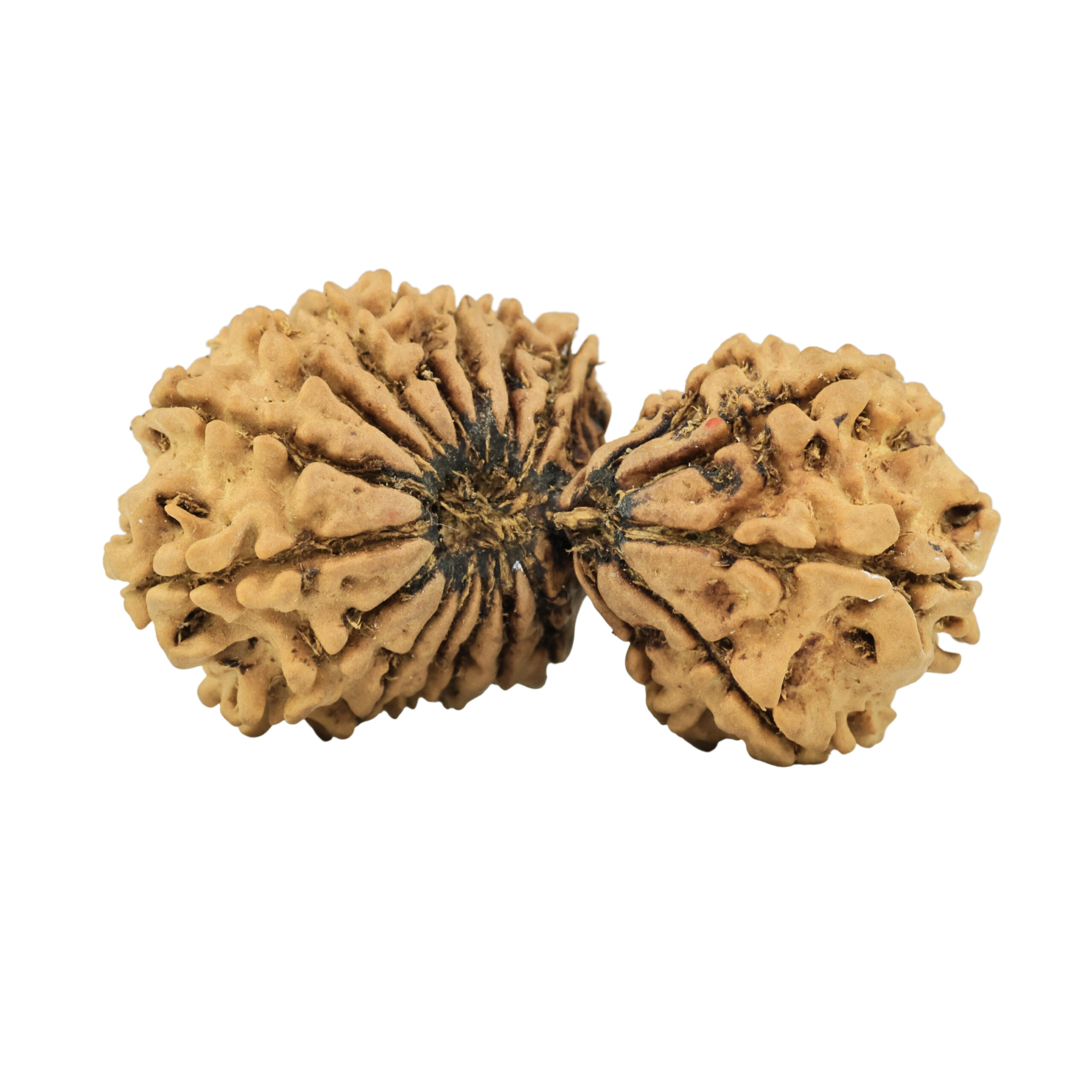 20 MK Gaurishankar 37.8mm 5gm - Rudraksha