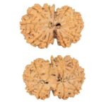 11 Mukhi G.S & Ganesh 29mm 4.43gm - Rudraksha