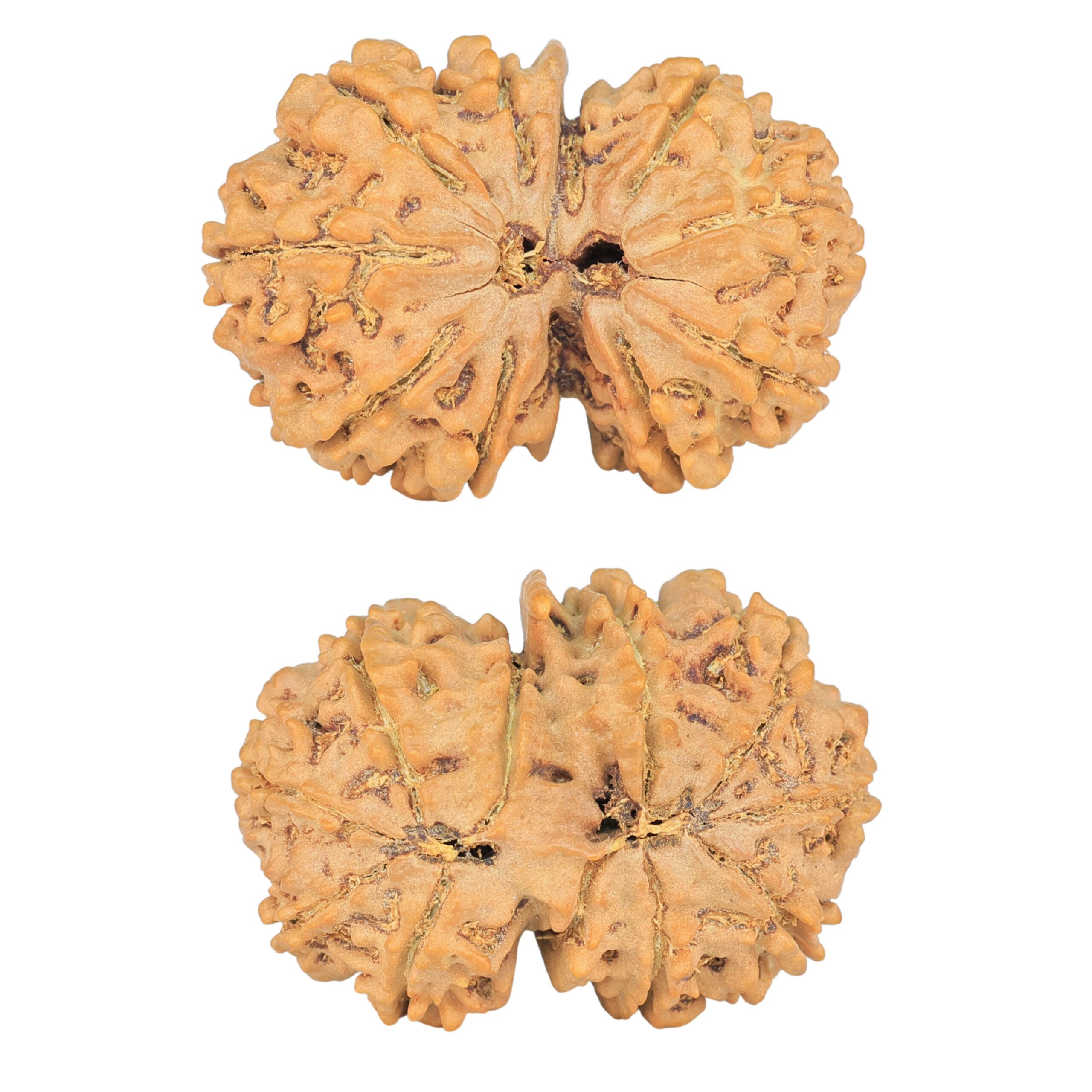11 Mukhi G.S & Ganesh 29mm 4.43gm - Rudraksha