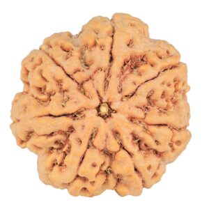 7 Mukhi Rudraksha 29.4mm 7.61gm