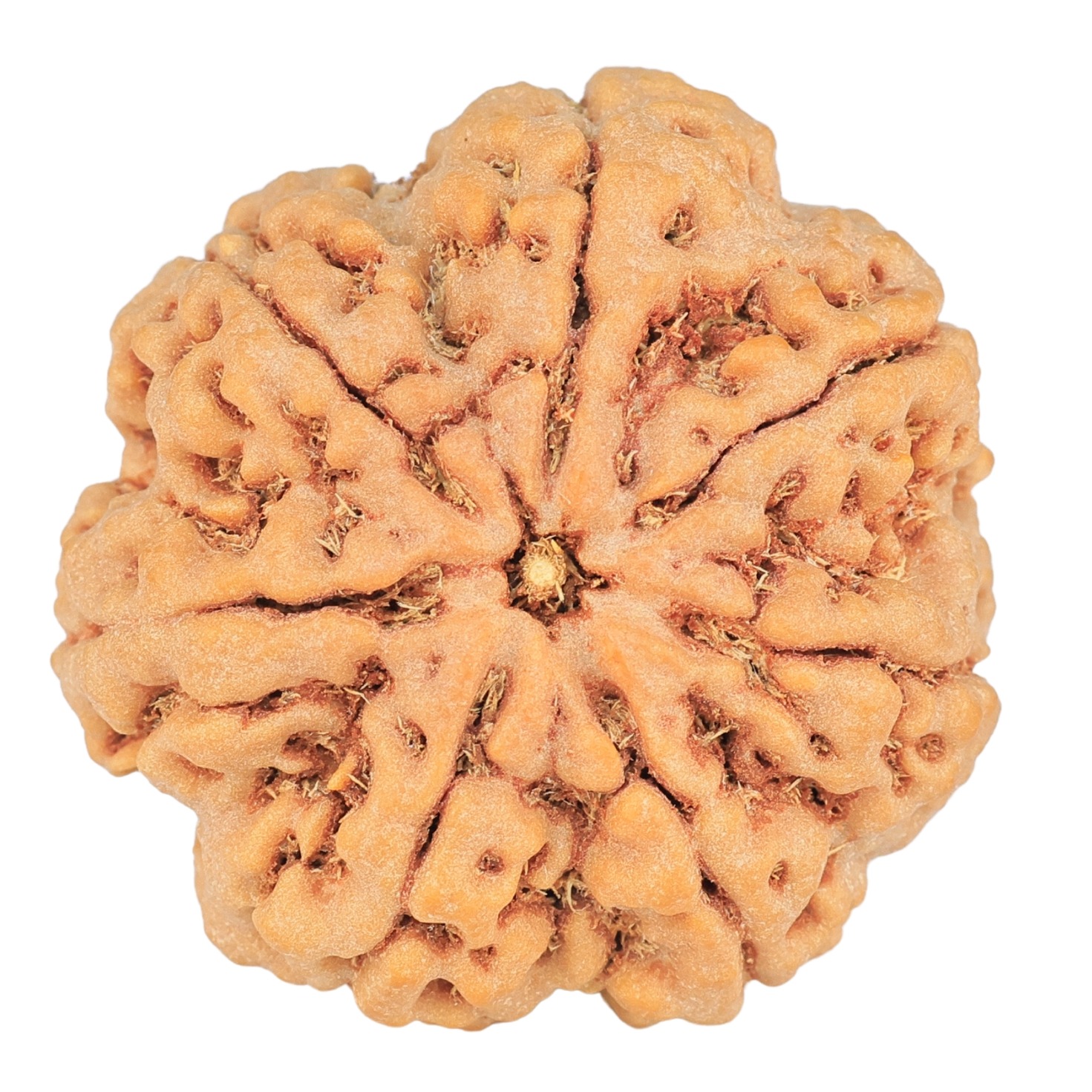 7 Mukhi Rudraksha 29.4mm 7.61gm - Rudraksha