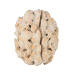 1 Mukhi Rudraksha 17.4mm 1.76gm - Rudraksha
