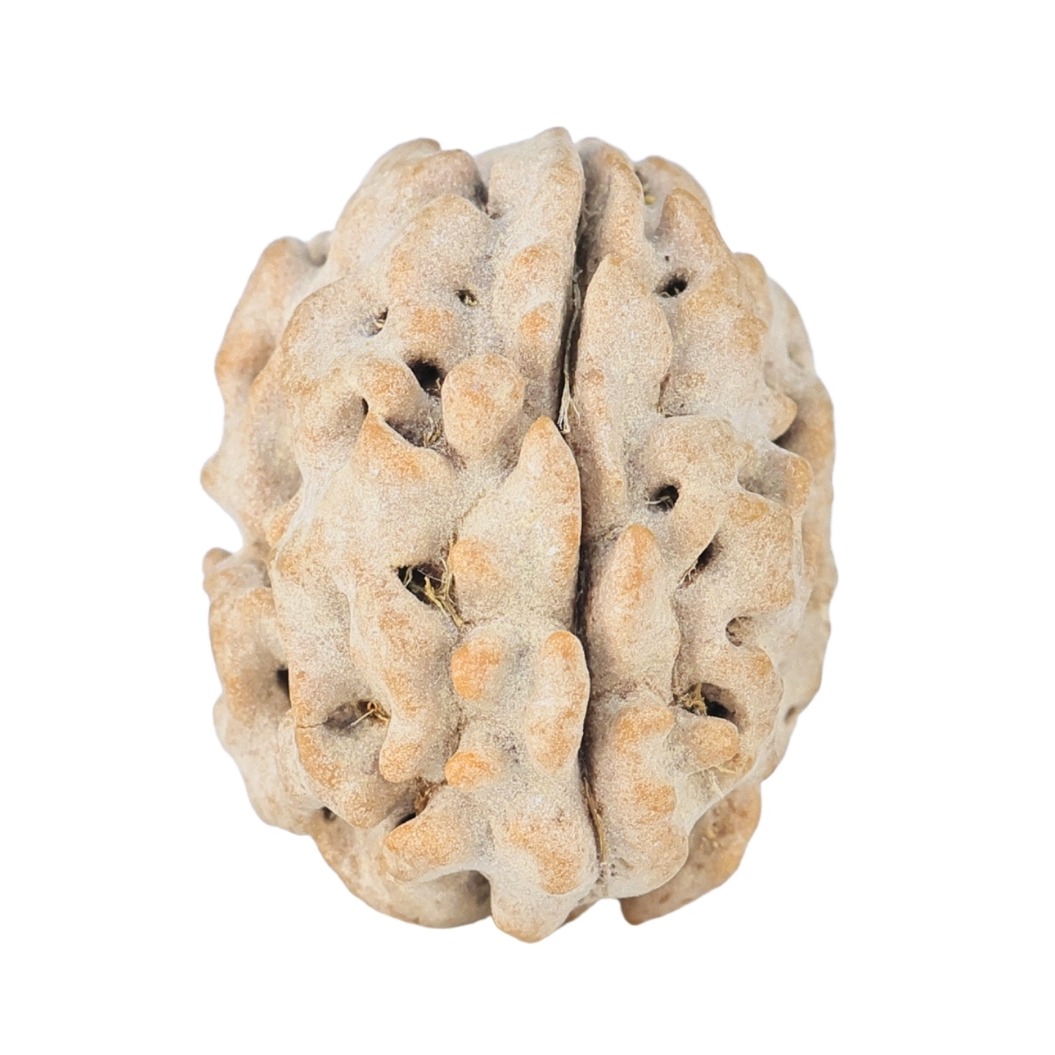 1 Mukhi Rudraksha 17.4mm 1.76gm - Rudraksha