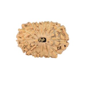 14 Mukhi Rudraksha 18.3mm 1.26gm - Rudraksha