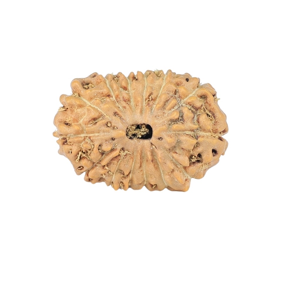 14 Mukhi Rudraksha 18.3mm 1.26gm - Rudraksha