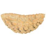 1 Mukhi Rudraksha 42.1mm 3.24gm - Rudraksha