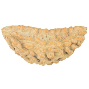 1 Mukhi Rudraksha 42.1mm 3.24gm