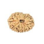 14 Mukhi Rudraksha 22.3mm 1.69gm - Rudraksha