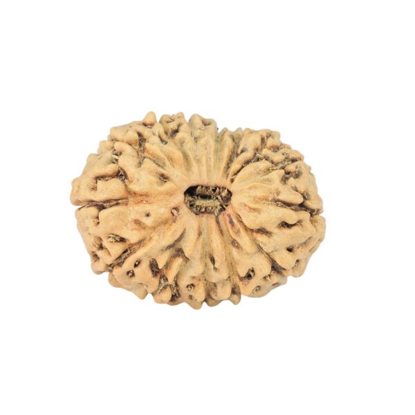 14 Mukhi Rudraksha 22.3mm 1.69gm - Rudraksha
