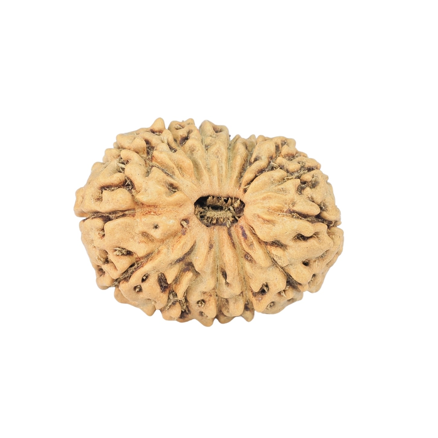 14 Mukhi Rudraksha 22.3mm 1.69gm - Rudraksha