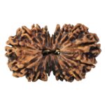 16 MK Gaurishankar 37.9mm 4.94gm - Rudraksha