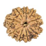 9 Mukhi Rudraksha 24mm 1.98gm - Rudraksha