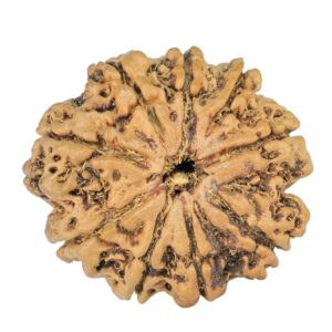 9 Mukhi Rudraksha 24mm 1.98gm
