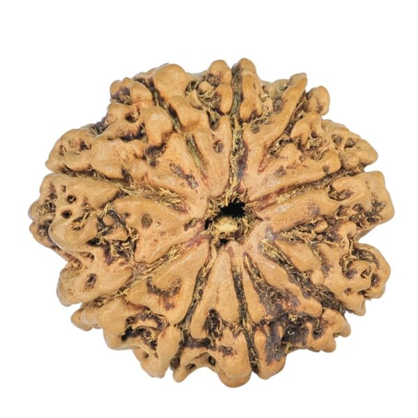 9 Mukhi Rudraksha 24mm 1.98gm - Rudraksha