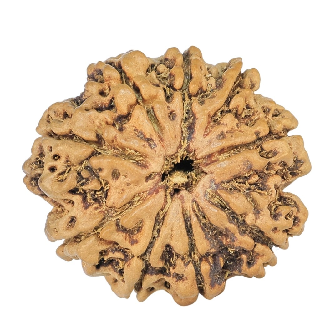 9 Mukhi Rudraksha 24mm 1.98gm - Rudraksha