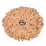 14 Mukhi Rudraksha 24.5mm 3.9gm - Rudraksha