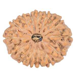 14 Mukhi Rudraksha 24.5mm 3.9gm - Rudraksha