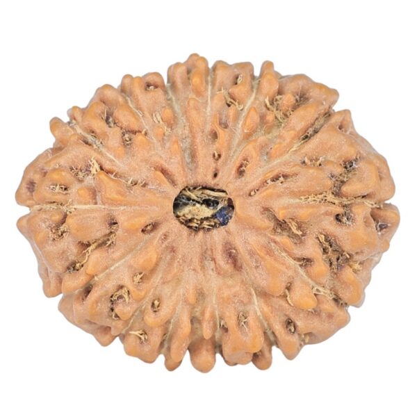 14 Mukhi Rudraksha 24.5mm 3.9gm - Rudraksha