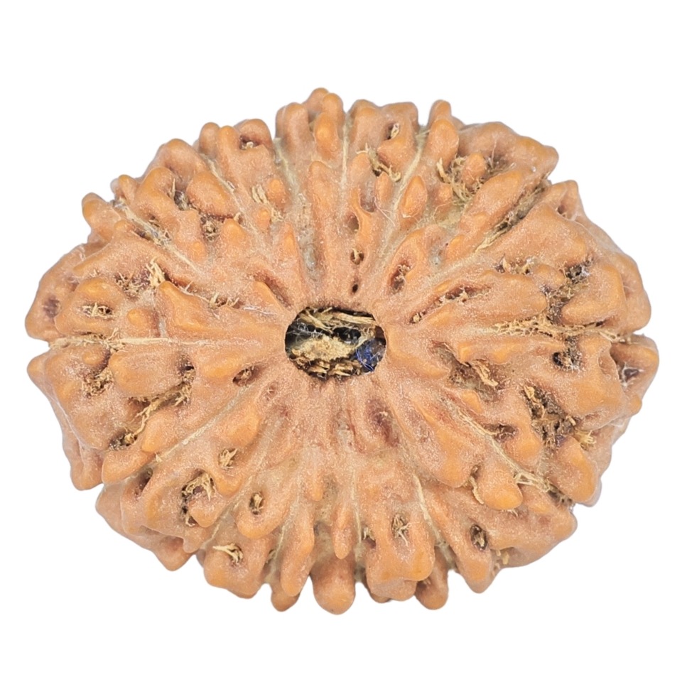 14 Mukhi Rudraksha 24.5mm 3.9gm - Rudraksha