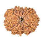 10 Mukhi Rudraksha 26.7mm 4.29gm - Rudraksha