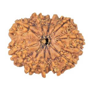 10 Mukhi Rudraksha 26.7mm 4.29gm - Rudraksha