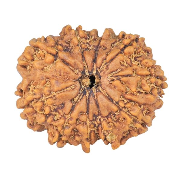 10 Mukhi Rudraksha 26.7mm 4.29gm - Rudraksha