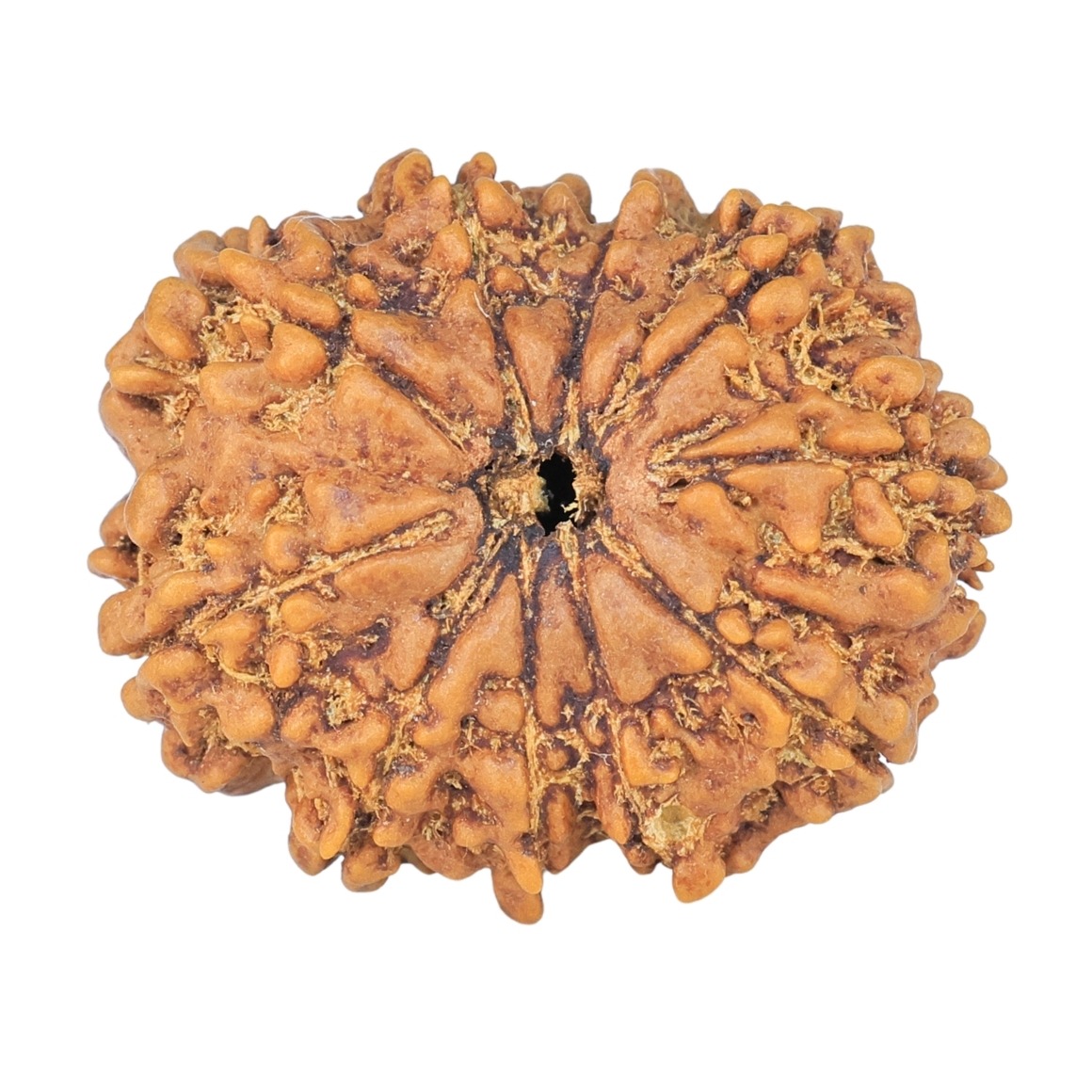 10 Mukhi Rudraksha 26.7mm 4.29gm - Rudraksha