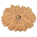 12 Mukhi Rudraksha 27.5mm 3.91gm - Rudraksha