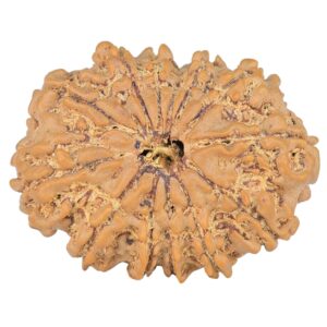 12 Mukhi Rudraksha 27.5mm 3.91gm - Rudraksha