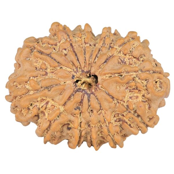 12 Mukhi Rudraksha 27.5mm 3.91gm - Rudraksha