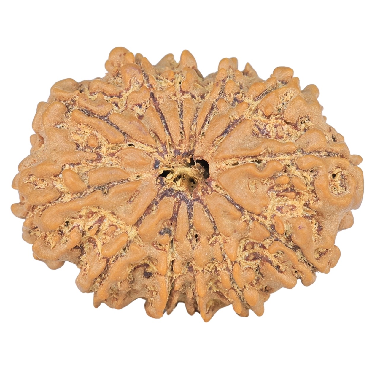 12 Mukhi Rudraksha 27.5mm 3.91gm - Rudraksha