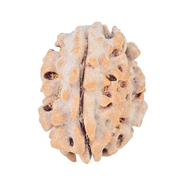 1 Mukhi Rudraksha 18mm 1.51gm - Rudraksha