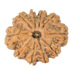 10 Mukhi Rudraksha 27.2mm 4.9gm - Rudraksha