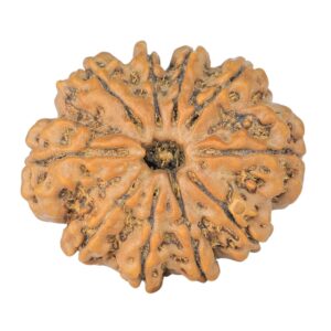 10 Mukhi Rudraksha 27.2mm 4.9gm