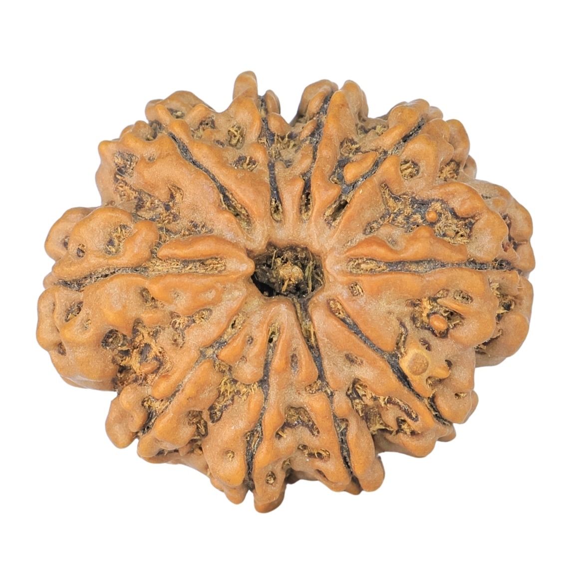 10 Mukhi Rudraksha 27.2mm 4.9gm - Rudraksha