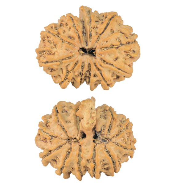 12 Mukhi G.S & Ganesh 27.7mm 4.1gm - Rudraksha
